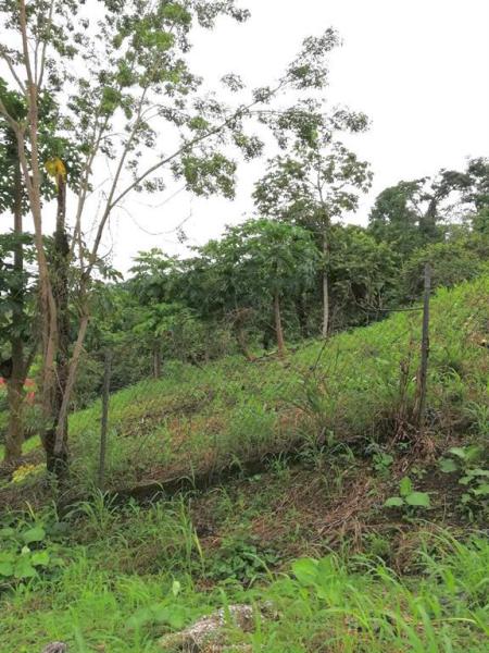 Duplex, Triplex and Fourplex Images