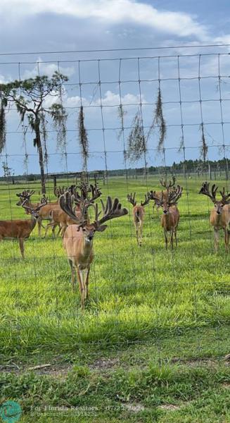 Duplex, Triplex and Fourplex Images