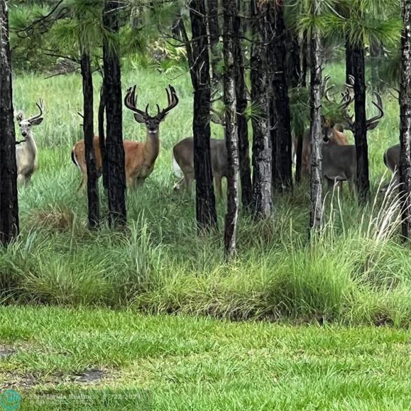 Duplex, Triplex and Fourplex Images