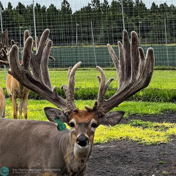 Duplex, Triplex and Fourplex Images