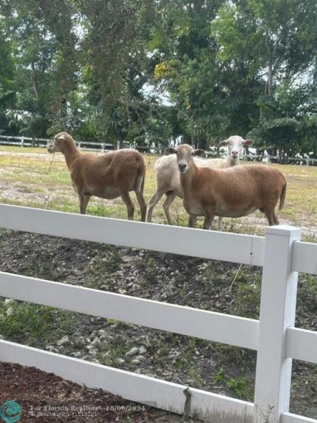 Duplex, Triplex and Fourplex Images