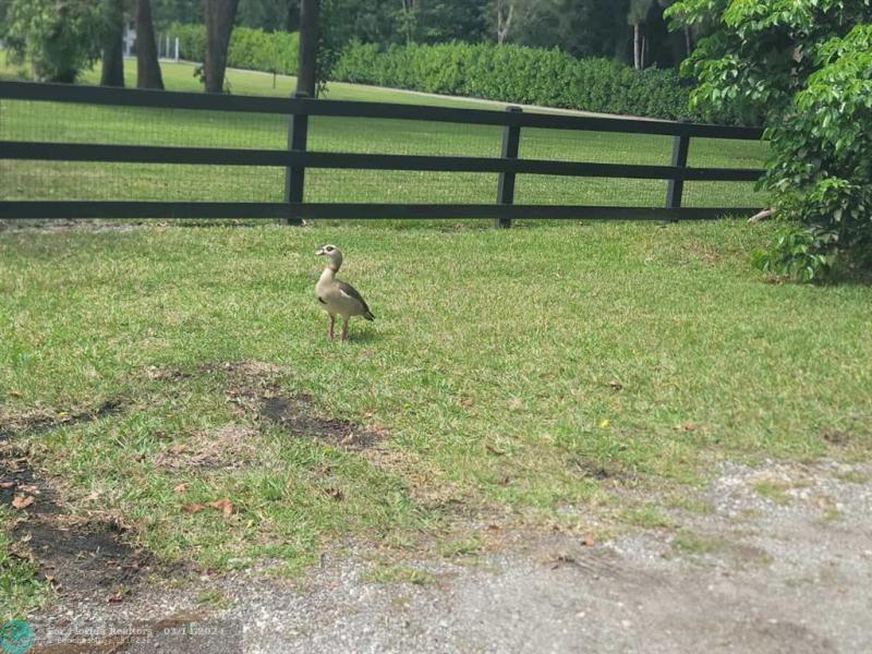 Duplex, Triplex and Fourplex Images