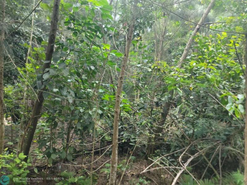 Duplex, Triplex and Fourplex Images