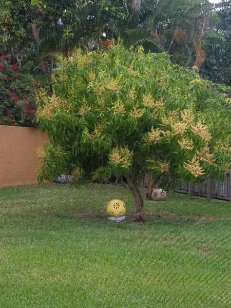  Single Family Homes Photo 26: 5261 NW 87th Ave  Lauderhill,  FL 33351