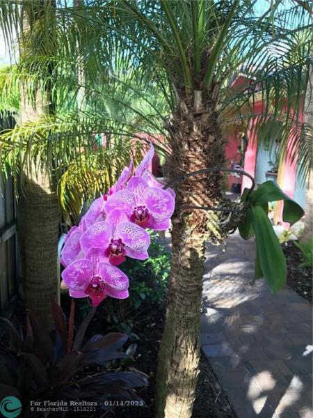 Duplex, Triplex and Fourplex Images