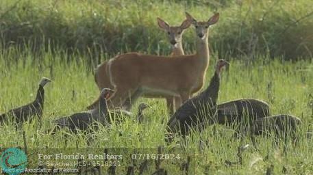 Duplex, Triplex and Fourplex Images