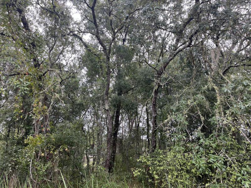 Duplex, Triplex and Fourplex Images