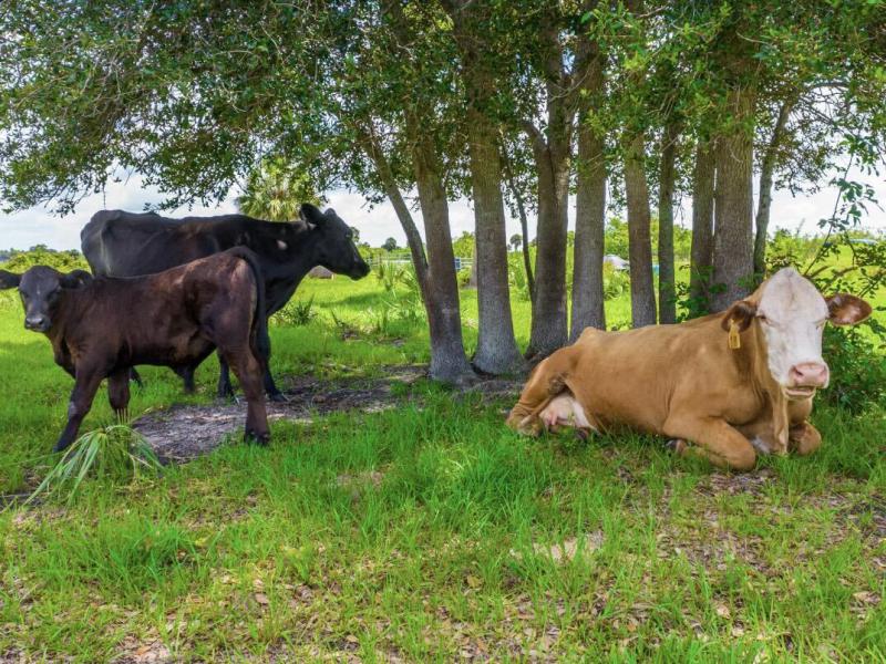 Duplex, Triplex and Fourplex Images