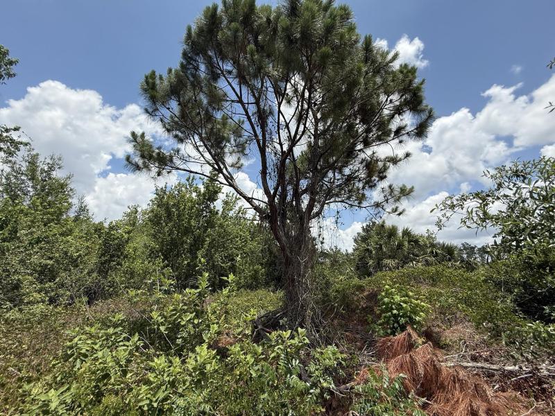 Duplex, Triplex and Fourplex Images