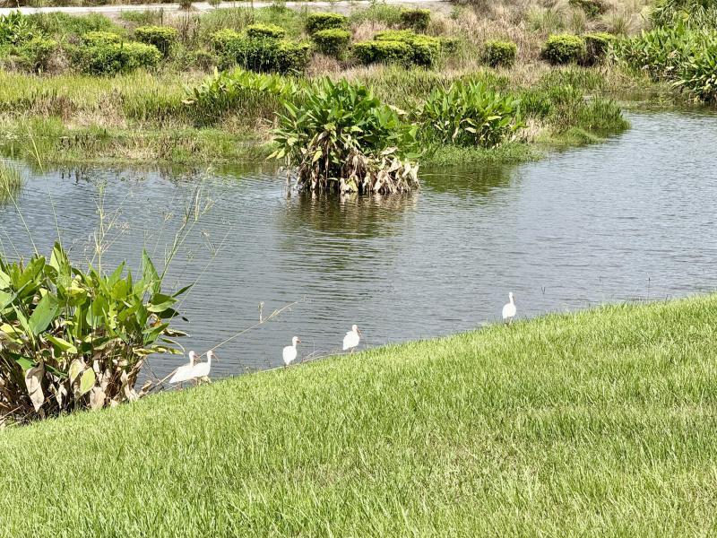 Duplex, Triplex and Fourplex Images