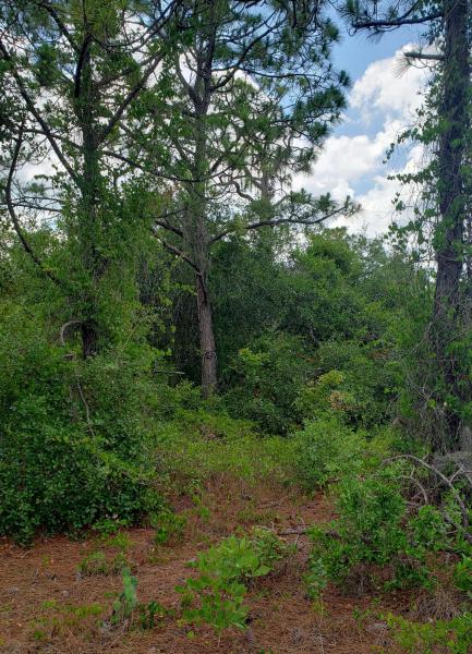 Duplex, Triplex and Fourplex Images