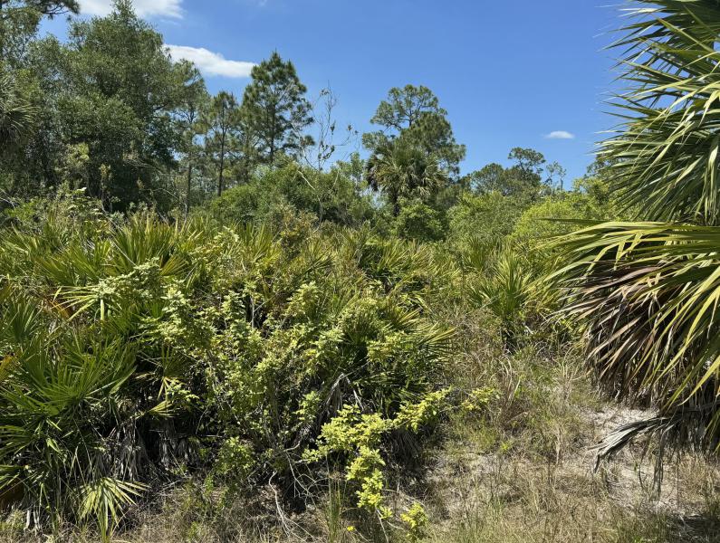 Duplex, Triplex and Fourplex Images