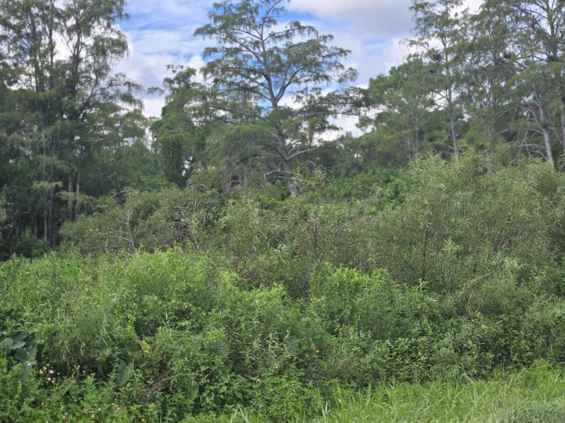 Duplex, Triplex and Fourplex Images