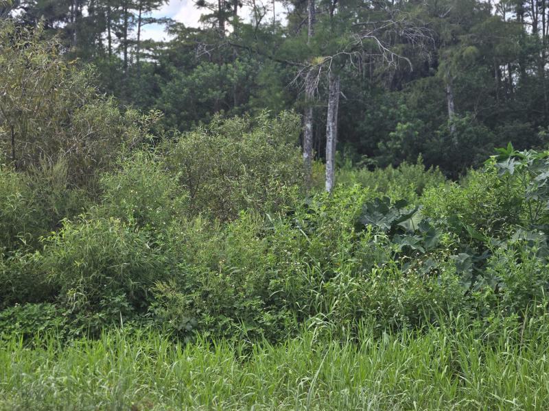 Duplex, Triplex and Fourplex Images