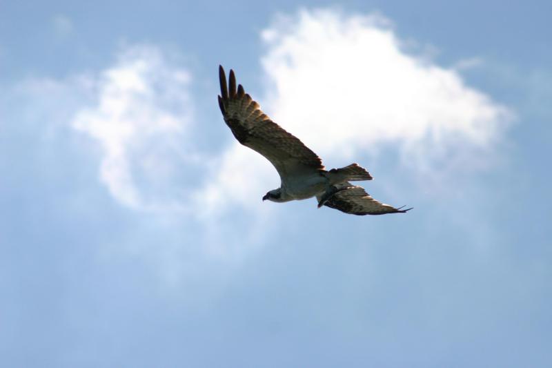 Duplex, Triplex and Fourplex Images