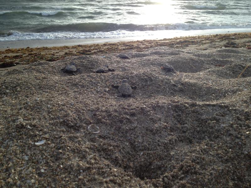 Duplex, Triplex and Fourplex Images