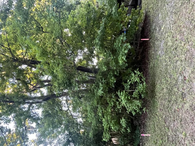 Duplex, Triplex and Fourplex Images