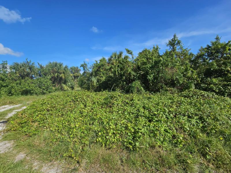 Duplex, Triplex and Fourplex Images