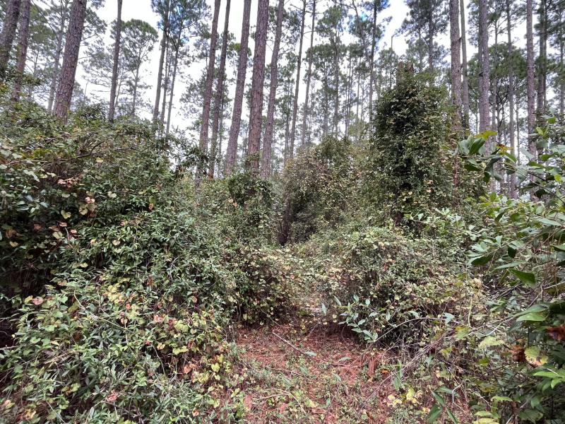 Duplex, Triplex and Fourplex Images