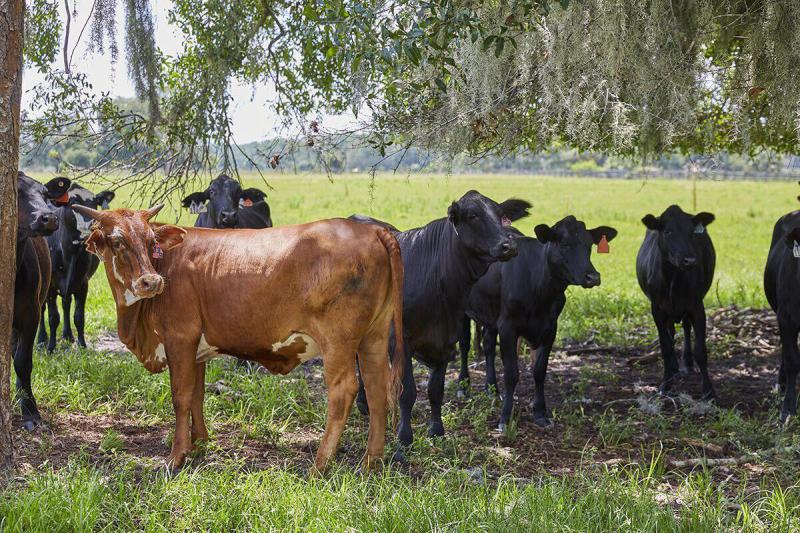 Duplex, Triplex and Fourplex Images