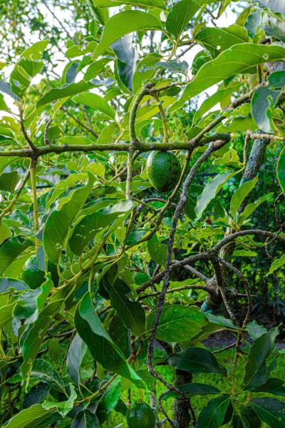  Single Family Homes Photo 93:  Plantation,  FL 33325