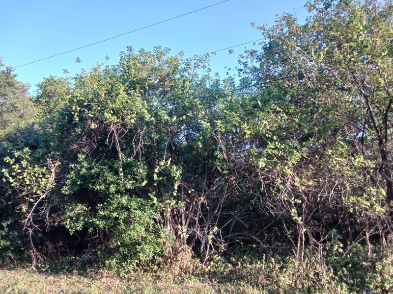 Duplex, Triplex and Fourplex Images