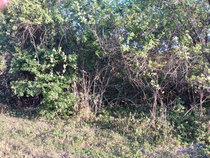 Duplex, Triplex and Fourplex Images