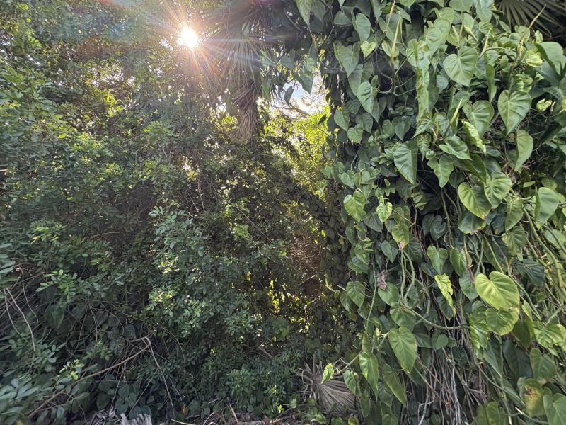 Duplex, Triplex and Fourplex Images