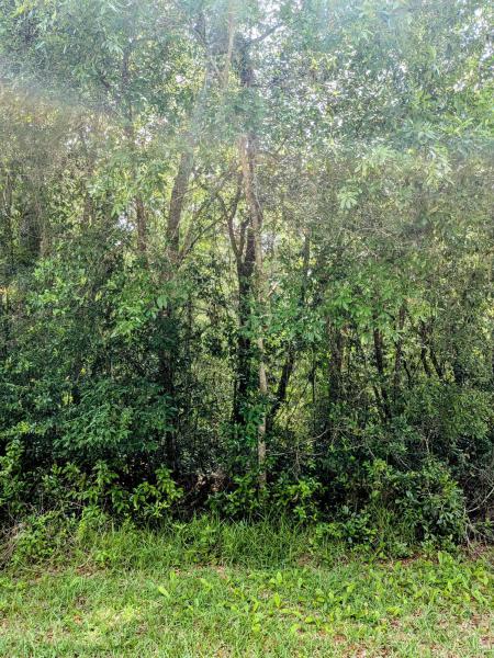 Duplex, Triplex and Fourplex Images