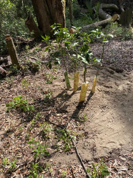 Duplex, Triplex and Fourplex Images