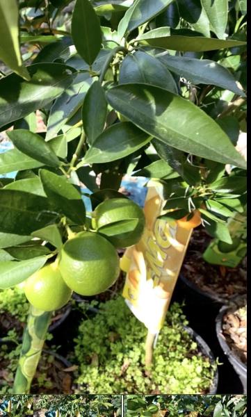 Duplex, Triplex and Fourplex Images