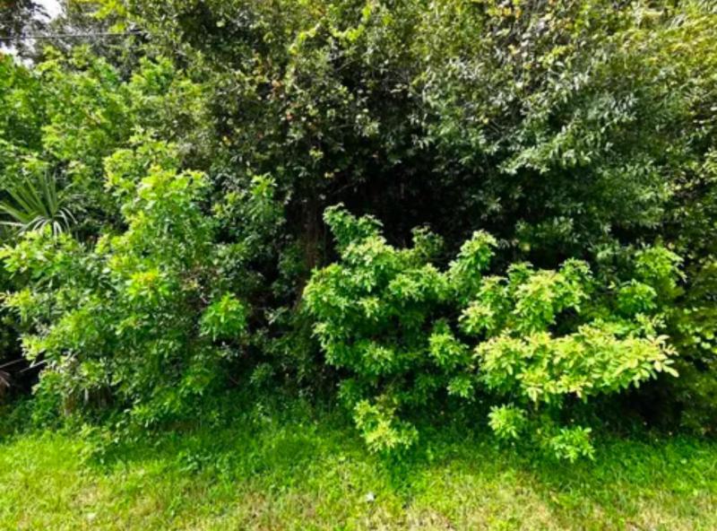 Duplex, Triplex and Fourplex Images