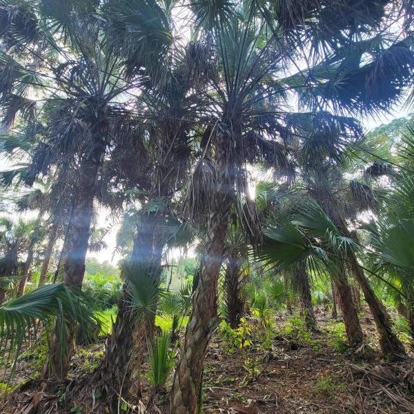 Duplex, Triplex and Fourplex Images