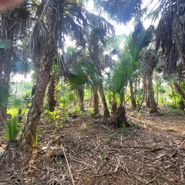 Duplex, Triplex and Fourplex Images