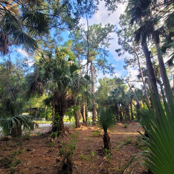 Duplex, Triplex and Fourplex Images