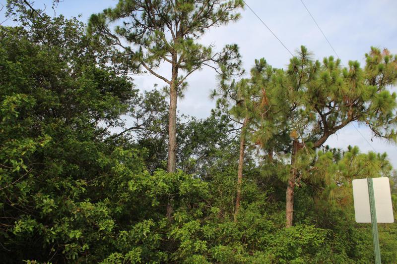 Duplex, Triplex and Fourplex Images