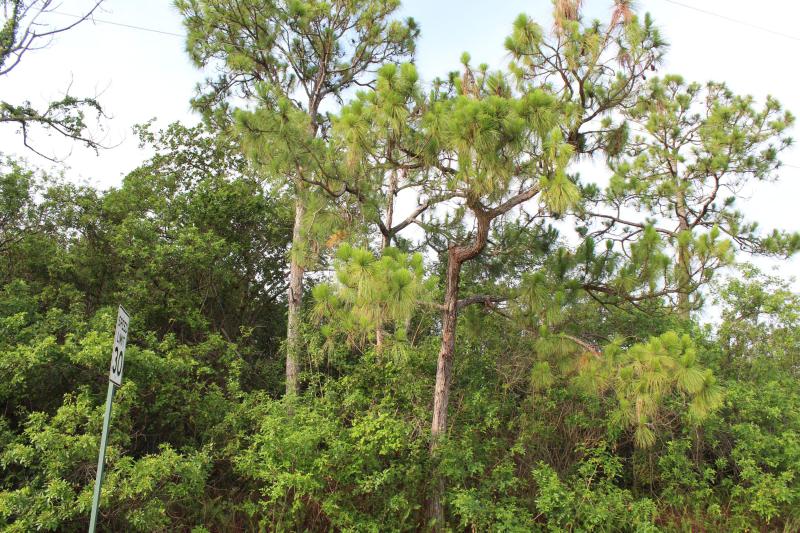 Duplex, Triplex and Fourplex Images