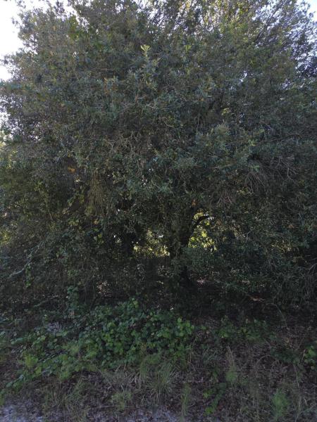 Duplex, Triplex and Fourplex Images