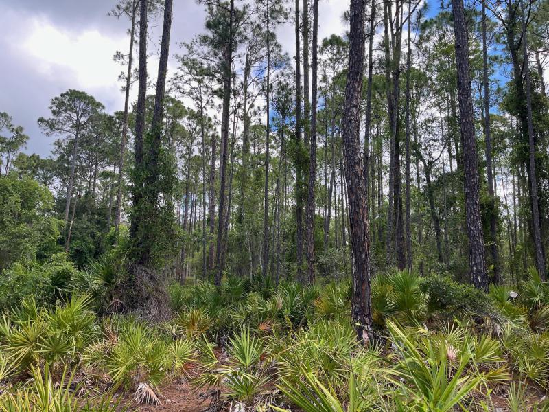 Duplex, Triplex and Fourplex Images