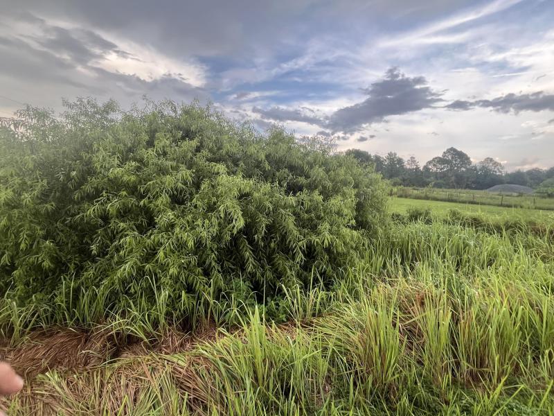 Duplex, Triplex and Fourplex Images