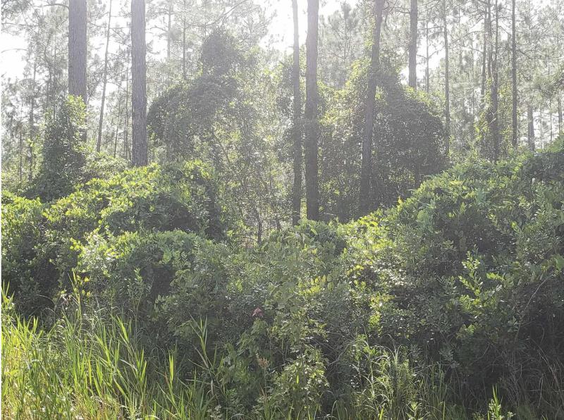 Duplex, Triplex and Fourplex Images