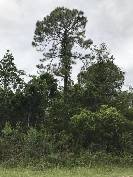 Duplex, Triplex and Fourplex Images